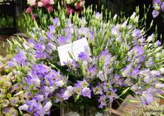 De Lisianthus Botanix Squash van Florensis won een aantal jaar geleden de Glazentulp. Er wordt steeds meer aan het soort getrokken en er is steeds meer vraag uit de handel naar dit enkelbloemige soort. "Perfect voor in veldboeketten."